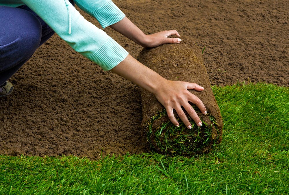 how to take care of new sod
