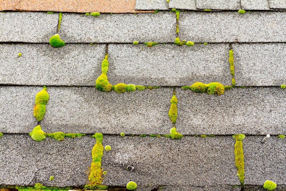 Remove Moss From Patio