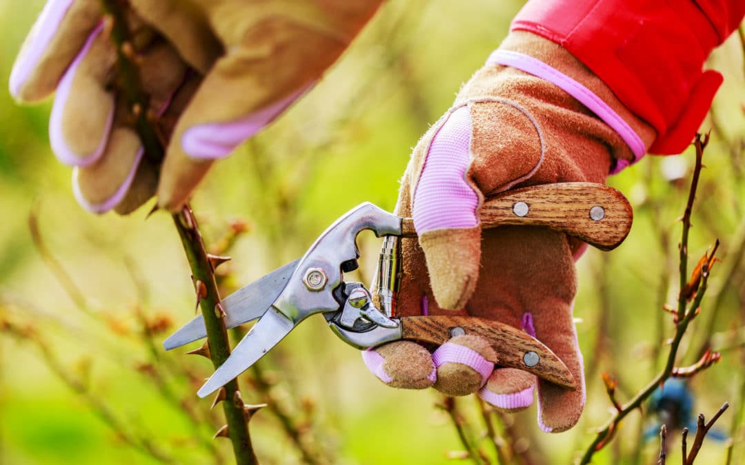 The Ugly Truth About Pruning Roses in Summer