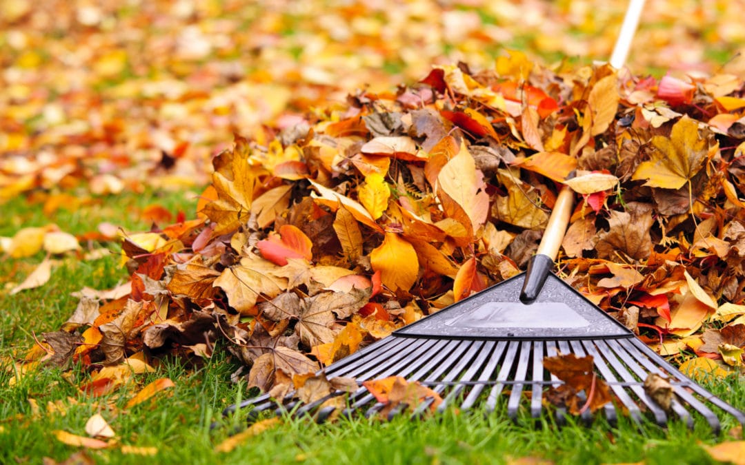 Leaf Clean Up: How to Best Handle The Falling Autumn Leaves