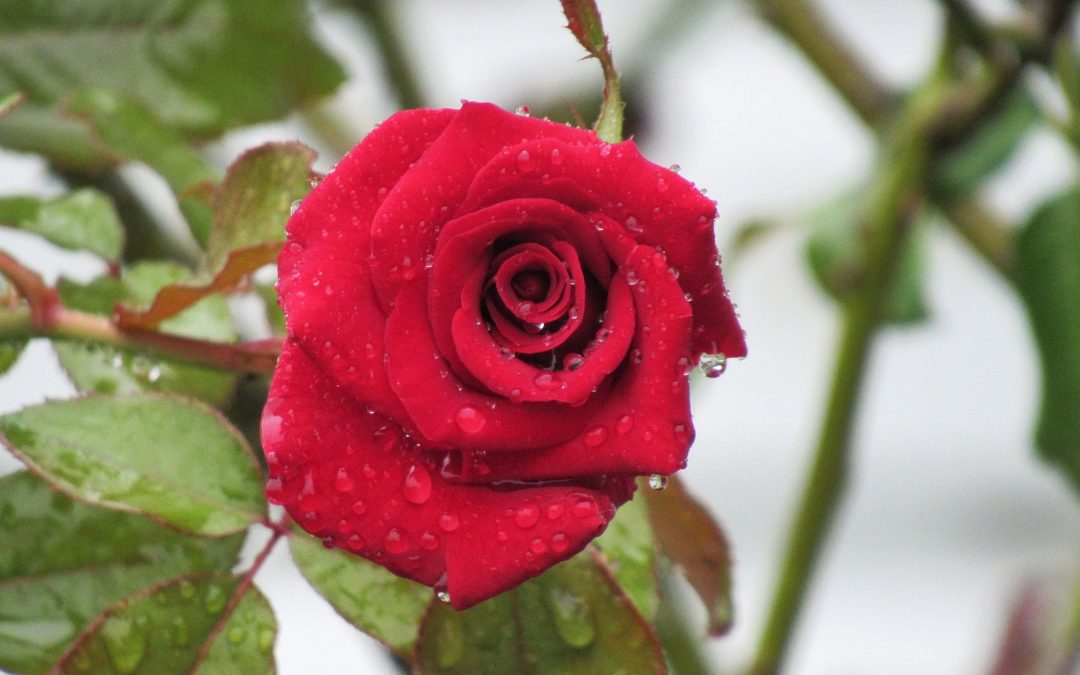 protect roses in winter