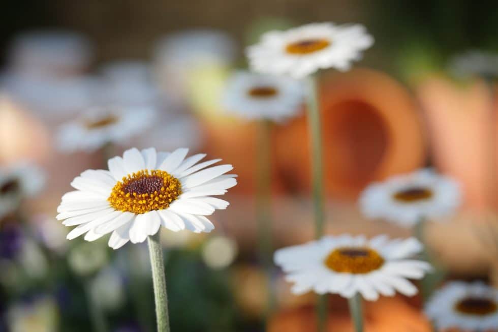 Flowers to Plant in Spring