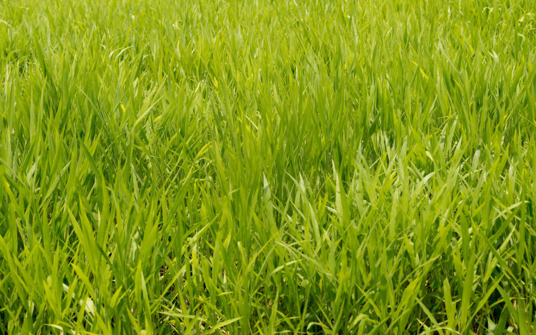 Three Different Types of Grass to Consider Growing in Oregon