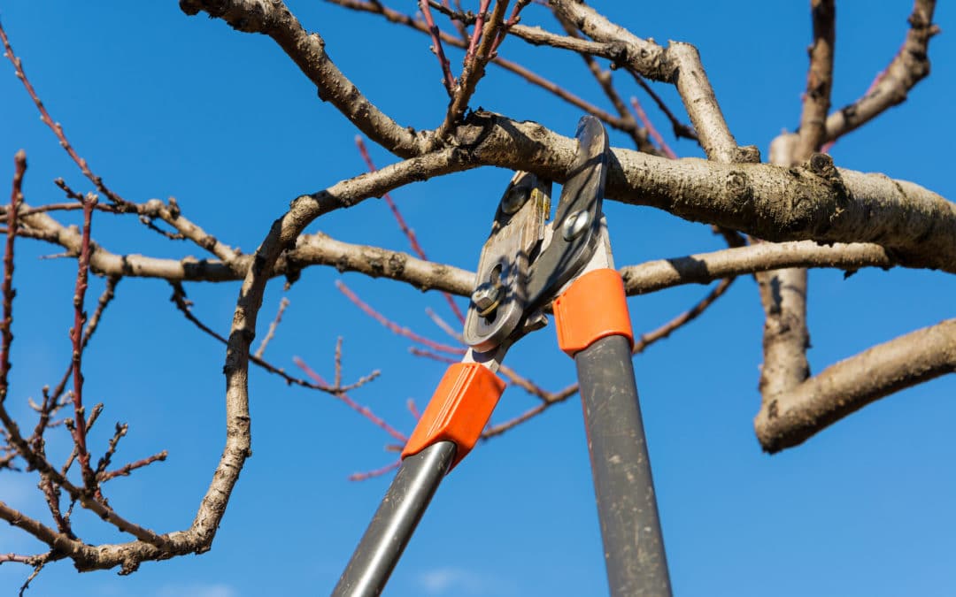 pruning a tree in winter