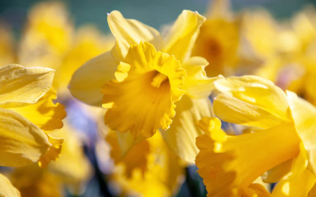 group of daffodils