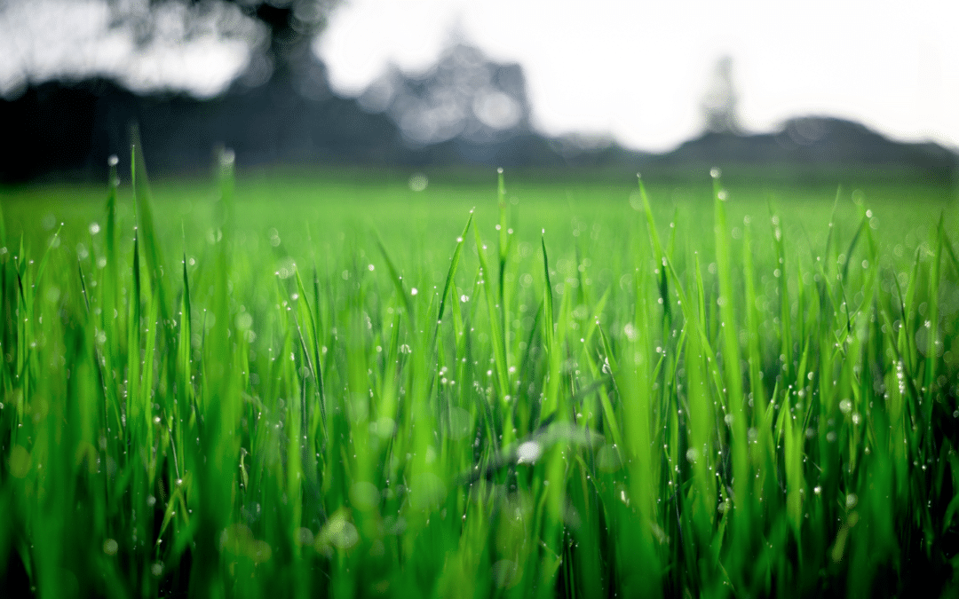 KEEPING YOUR LAWN GREEN & WEED-FREE THIS SUMMER