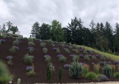 75a Res Hillside plants 2