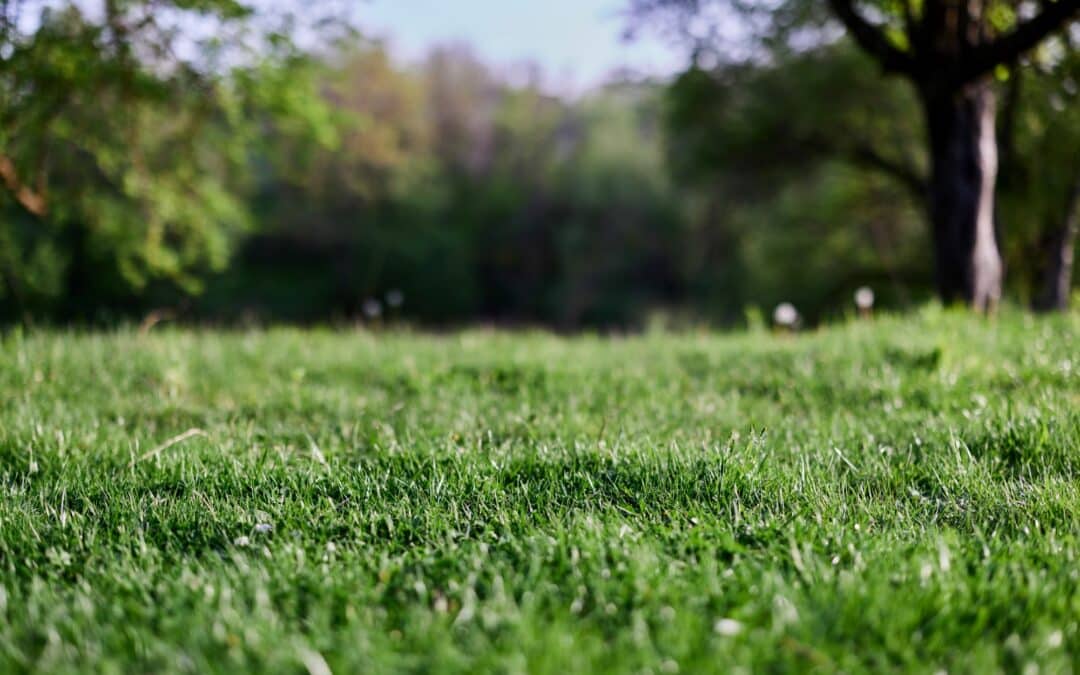 Healthy Lawn Green Acres
