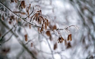 Preparing for Freezing Weather: Protecting Your Lawn and Plants