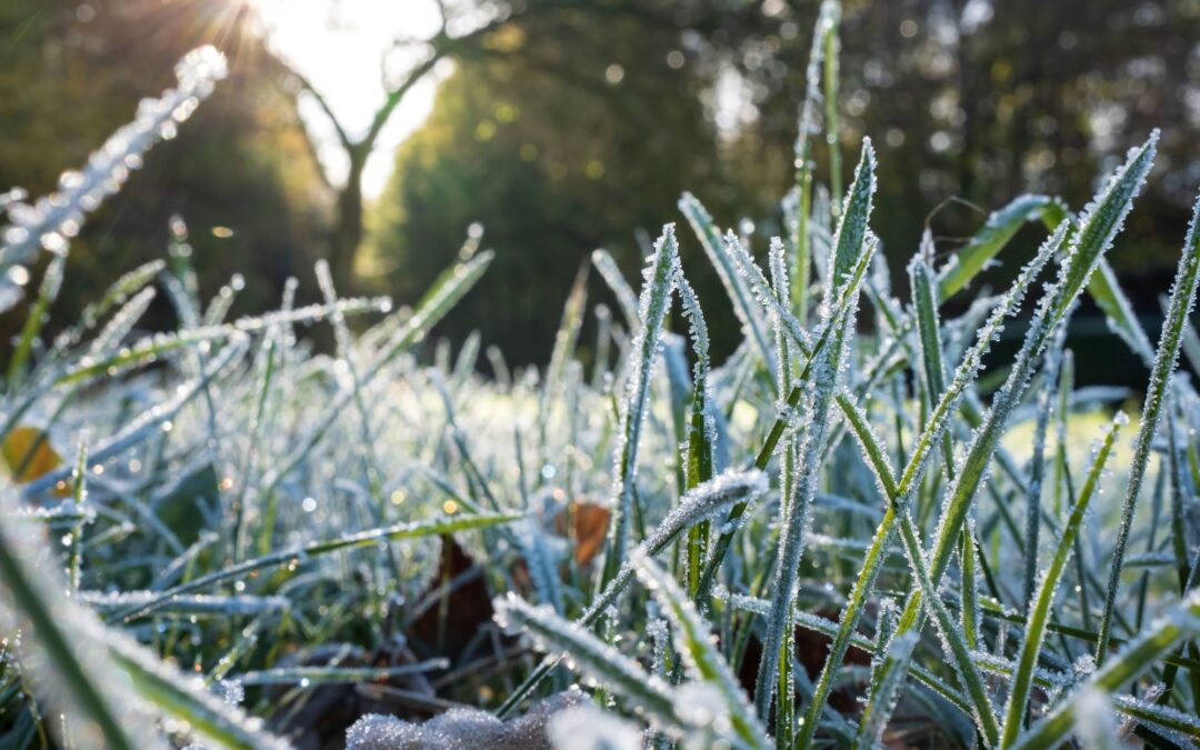 Winter Fertilizer for Your Lawn: Why It Matters